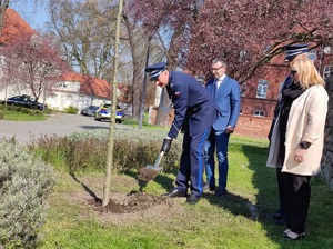 uroczystość posadzenia dębu pamięci