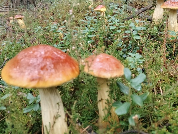 Grzybiarzu – zadbaj o swoje bezpieczeństwo