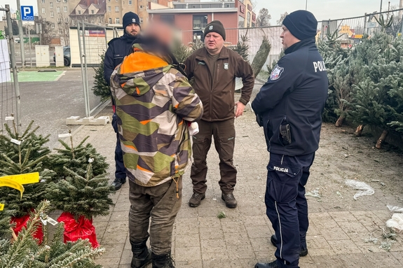 Wspólne działania służb, aby „świąteczne drzewko” było z legalnego źródła